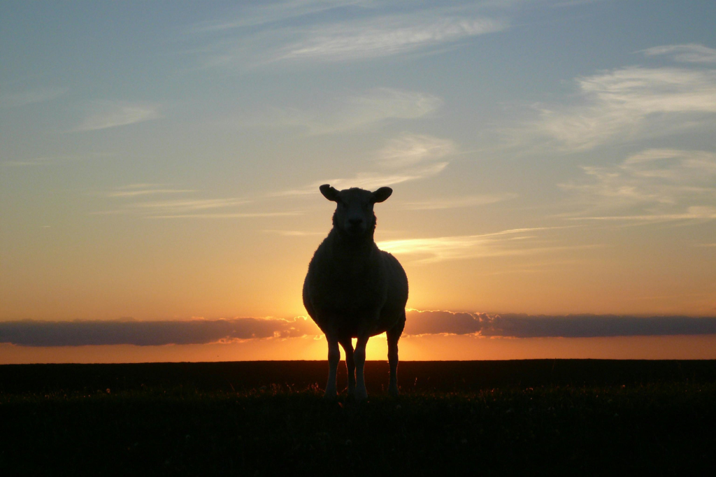 Sunset Merino Sheep, Merino Wool Socks, Farm Animal Welfare Committee, Landscape