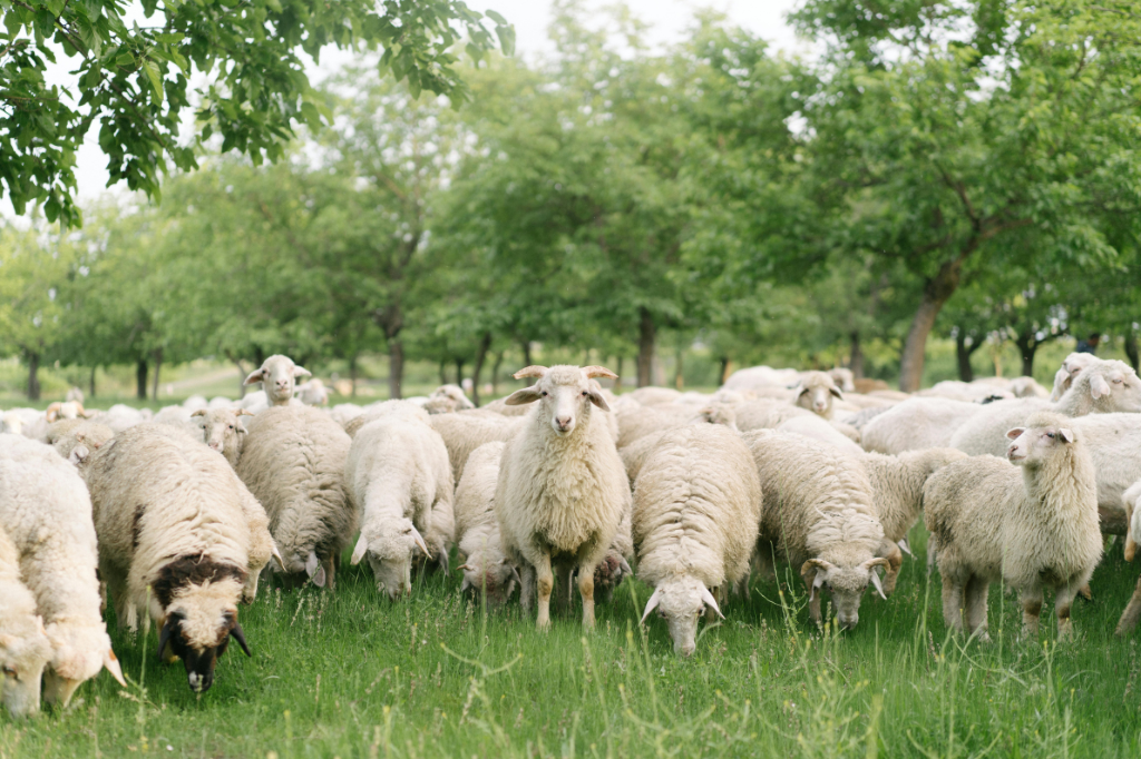 Lots of merino sheep grazing, merino wool socks, landscape