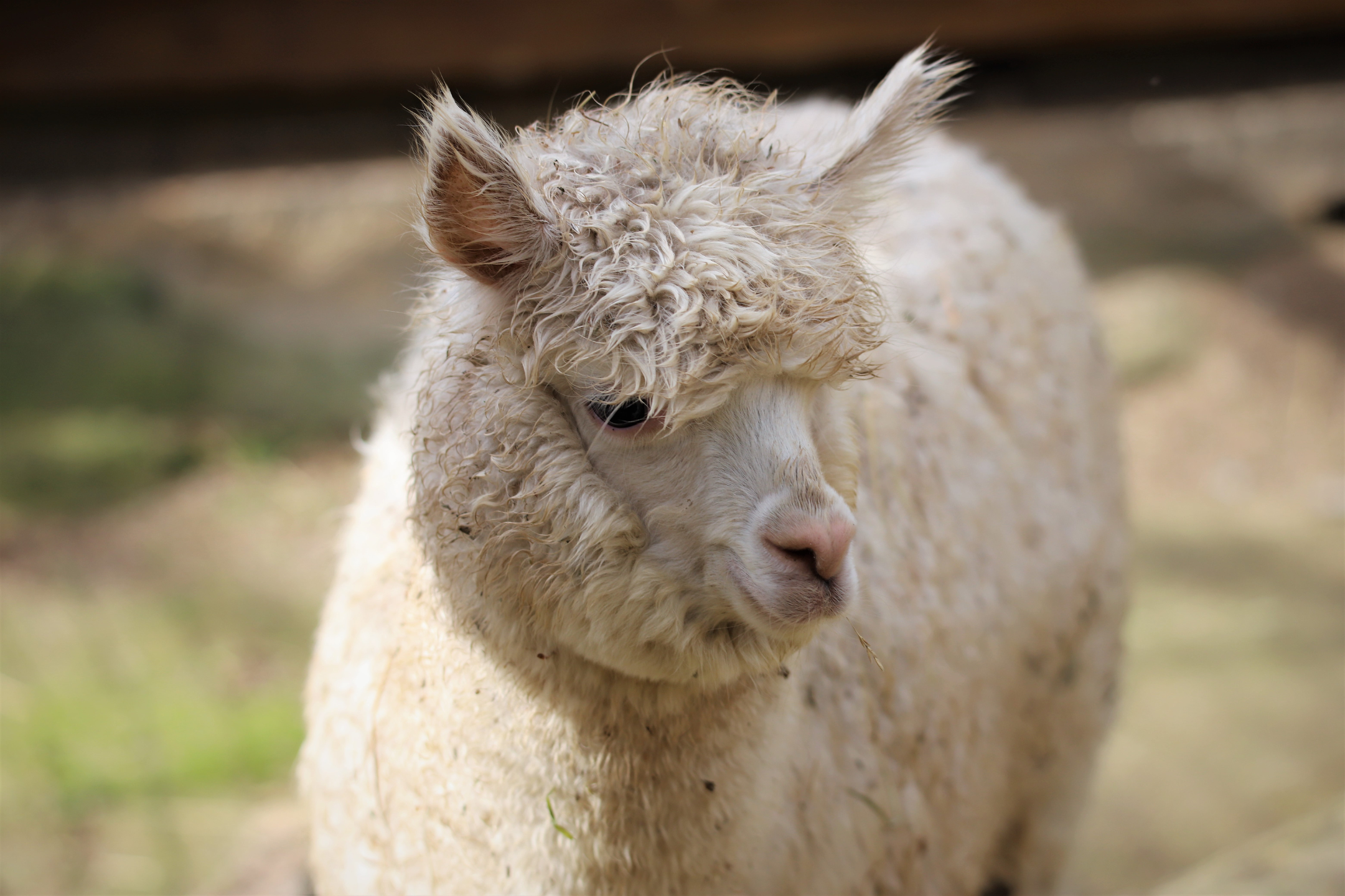 Alpaca Sheep in the field, Alpaca Wool Socks, Front