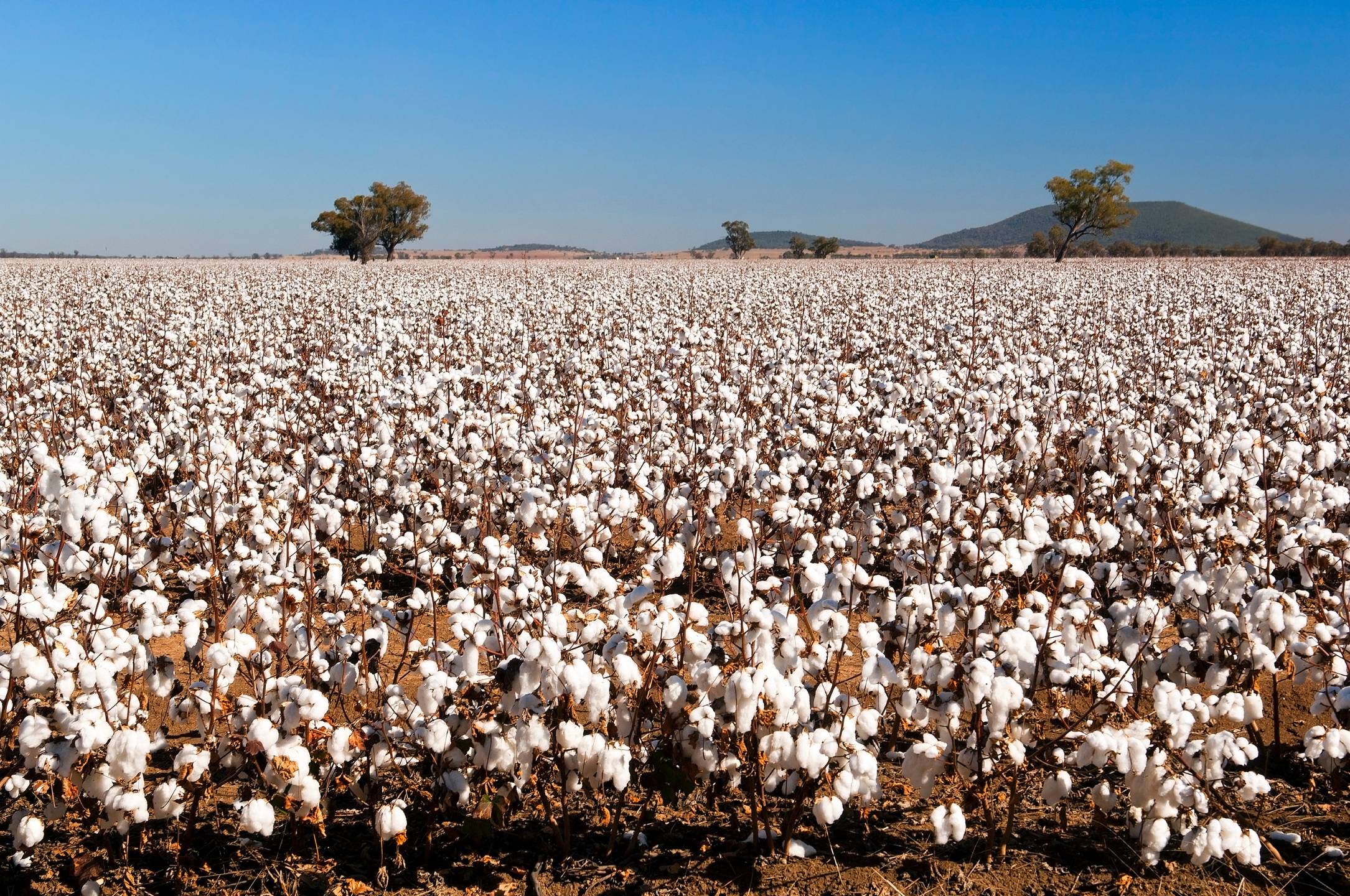 Premium Cotton Plantation, Cotton Socks, Landscape