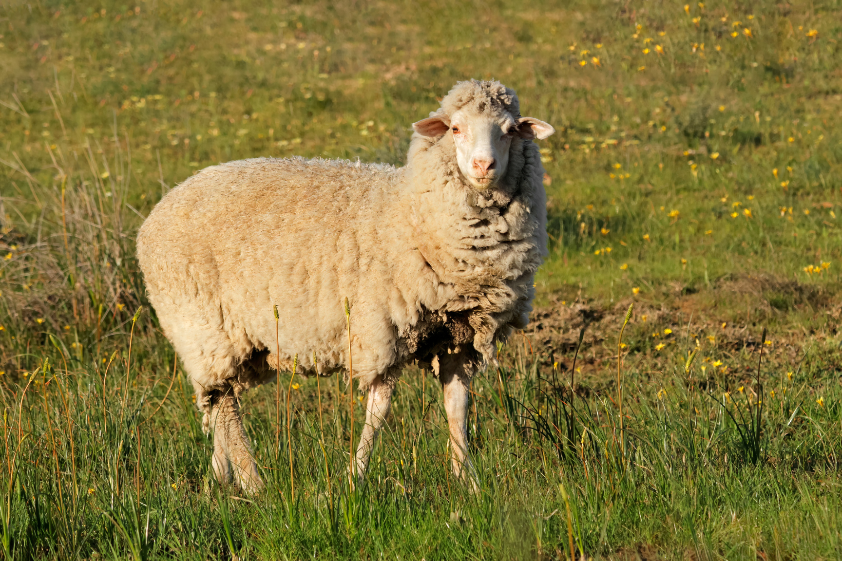 Merino Sheep in the field, Merino Wool Socks, Front